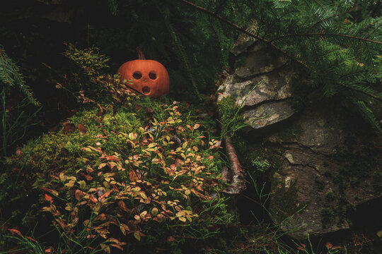 autumn in the forest