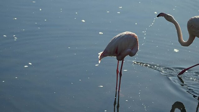 flock of Pink flamingos at sunrise rays in pink wild lake at national park. 4K high quality super slow motion video filmed on high speed camera Nikon z9 