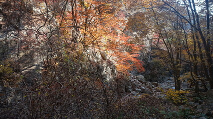 Yongmunsan Mountain in Yangpyeong, Gyeonggi-do. hiking in Korea. Korean mountains in autumn - Maple