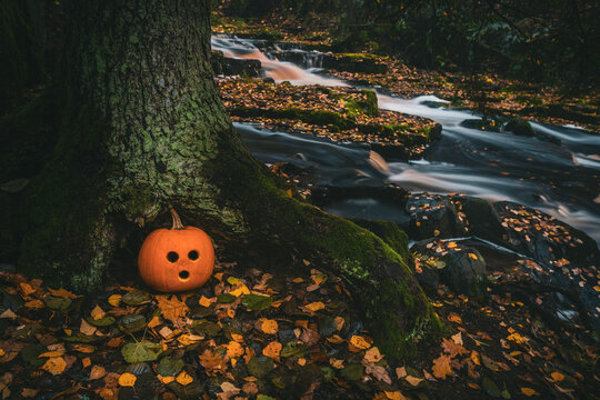 jack o lantern ,pumpkin