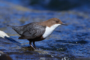 Wasseramsel (Cinclus cinclus) an der Spree bei der Futtersuche