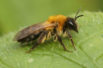 Closeup on a furry brown female grey-patched mining bee, Andrena nitida sitting on a green leaf