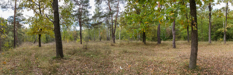 Panorama of the sparse deciduous and coniferous forest at autumn