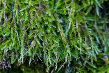 Green moss in overcast weather, close-up in selective focus