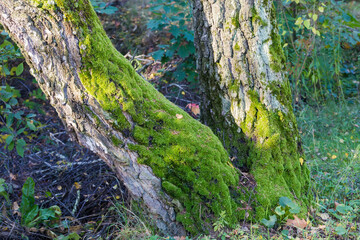 Naklejka premium Green moss on tree trunks in overcast weather, close-up