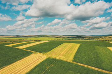 Aerial view of cultivated soy and wheat field in summer. Rural landscape