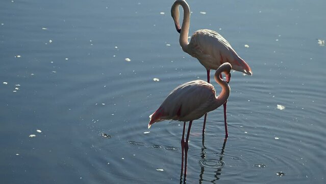 flock of Pink flamingos at sunrise rays in pink wild lake at national park. 4K high quality super slow motion video filmed on high speed camera Nikon z9 