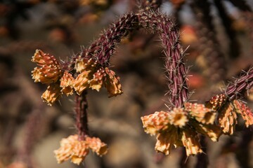 Closeup of dried reed cholla in the Catalina State Park in Arizona, USA