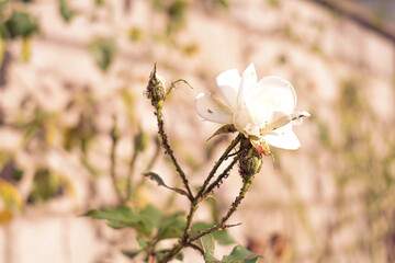 Schädlinge an weißer Blume