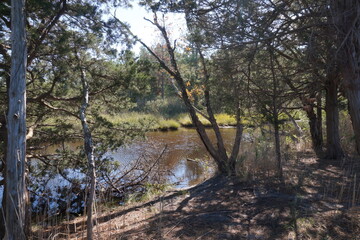 Wetland Pool of Water Surrounded by Seagrasses, Trees and Other Plants on Sunny Day