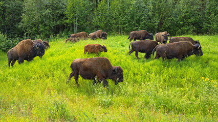 Bisons at the road in Yukon,Canada,North America  © kstipek
