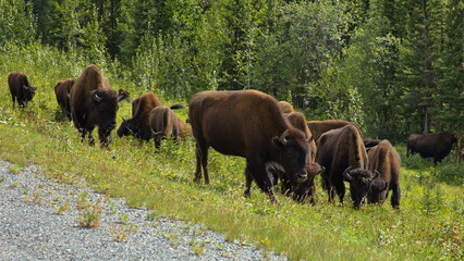 Bisons at the road in Yukon,Canada,North America
