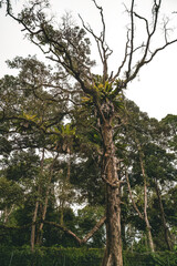 Jungle rainforest trees with Asplenium nidus, or Bird Nest Fern, is an epiphytic plants which grows on the surface of a plant or tree