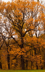 orange autumn tree, autumn, tree, park, nature