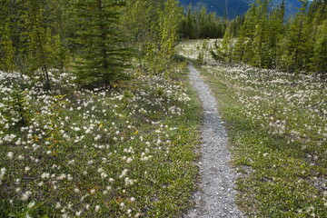 Fototapeta na wymiar Hiking trail to Salt Lick in Muncho Lake Provincial Park,British Columbia,Canada,North America 