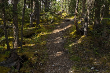 Fototapeta premium Hiking trail to Salt Lick in Muncho Lake Provincial Park,British Columbia,Canada,North America 