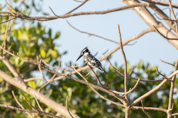 Magnifique martin-pêcheur noir et blanc posé sur une branche au bord des bolongs à la Somone au Sénégal