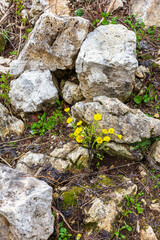 spring, the first flowers blooming in natural areas, protected plants and flowers in nature.