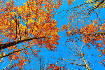 autumn oak branches on the blue sky, bottom view