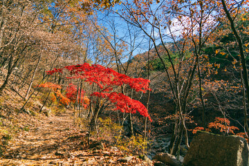 Autumn leaves in the forest at Mt. Myongsungsan, Pocheon, Kyonggido, Korea