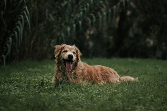 Retrato de perfil de perro sacando la lengua y fondo de plantas naturales desenfocadas.