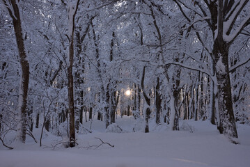 雪深い森と光