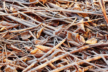 Autumn leaves covered with early morning frost