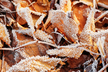 Autumn leaves covered with early morning frost