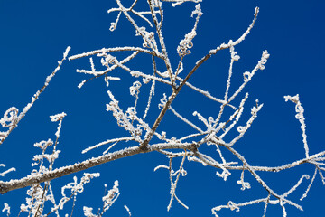 Branch in hoarfrost against the blue sky. Winter scene