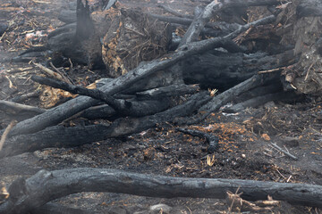 picking mushrooms, picking champignons mushrooms, champignons in a basket on the grass