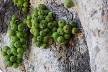 group of organic ficus racemosa fruit wild plant circle shape green color hanhing on tree in botany garden.
