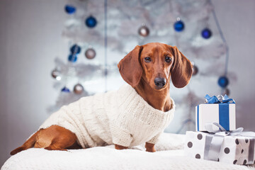 elegant dachshund in a white sweater near the gifts under the New Year tree