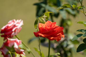 Side view beautiful soft orange rose yellow pollen red abstract shape with green leaves in botany garden. symbol of love in valentine day. soft fragrant aroma flora.
