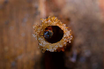 Stingless Bee is the pollinator make honey from the flower inside the hive , propolis Bee products...