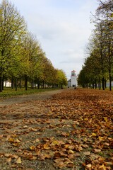 autumn landscape with yellow foliage of trees