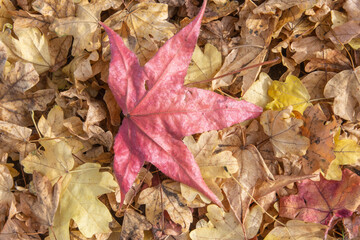  beautiful  leaves in the forest