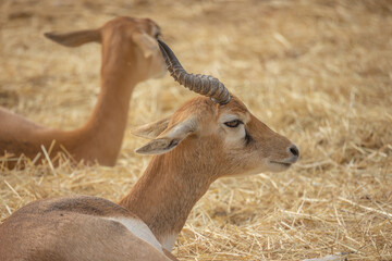  portrait d'une antilope en gros plan