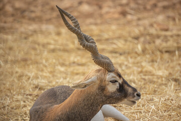  portrait d'une antilope en gros plan