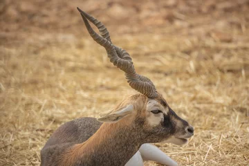 Blackout roller blinds Antelope  portrait d'une antilope en gros plan