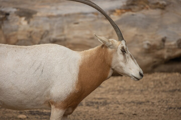 oryx algazelle en gros plan dans un parc	