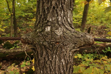 steel rope grown in a tree