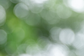 Fresh  green bio background with abstract blurred foliage 