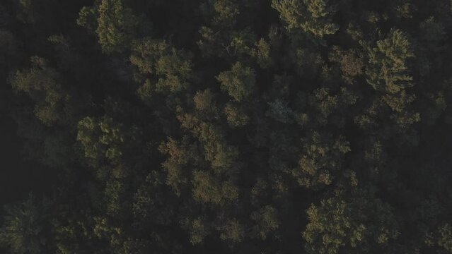 Aerial of a dense forest captured in the evening