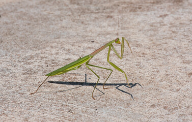 young mantis green grasshopper hold left leg on concrete floor. pest animal predator insect wildlife with long antenna arthropod.