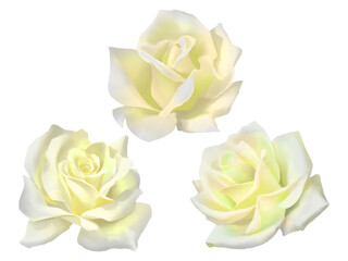 White rose flower romantic petal bud isolated collection