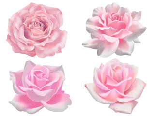Pink peach rose flower set blooming isolated collection