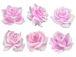 Pink rose flower isolated collection