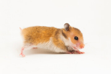 Syrian hamster Mesocricetus auratus isolated on a white background

