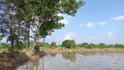 trees in the water