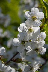 Obraz premium Blooming cherry tree in the spring garden. Close up of white flowers on a tree. Spring background